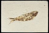 Detailed Fossil Fish (Knightia) - Wyoming #186421-1